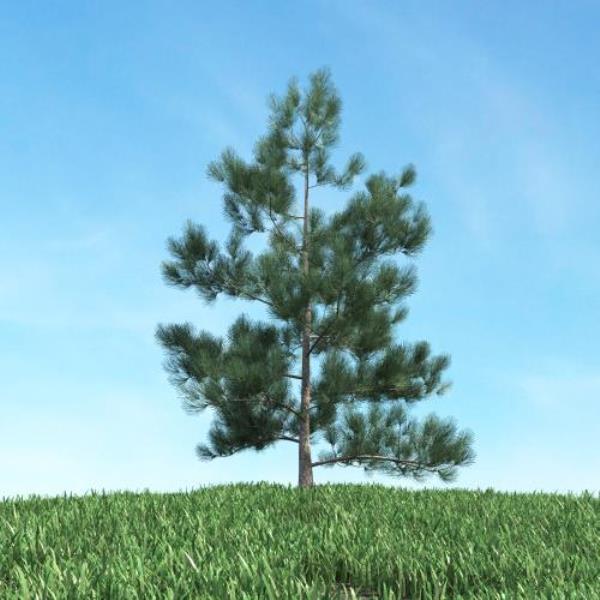 Pine Tree - دانلود مدل سه بعدی درخت کاج - آبجکت سه بعدی درخت کاج - دانلود آبجکت سه بعدی درخت کاج -دانلود مدل سه بعدی fbx - دانلود مدل سه بعدی obj -Pine Tree 3d model free download  - Pine Tree 3d Object - Pine Tree OBJ 3d models - Pine Tree FBX 3d Models - 